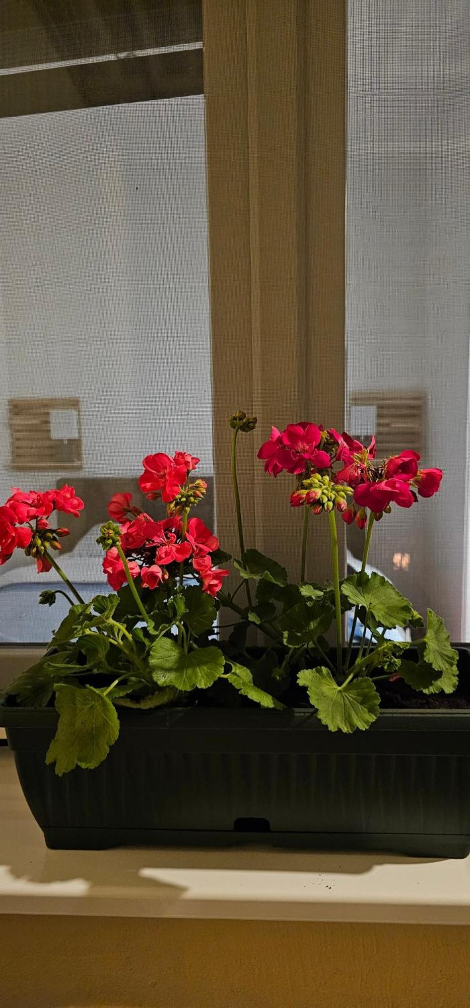 Apartman Pontica Kotor Extérieur photo